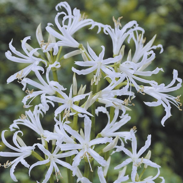 dt-brown FLOWER BULBS Nerine bowdenii Alba Bulbs