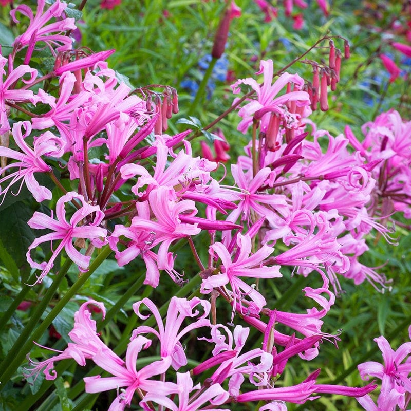 dt-brown FLOWER BULBS Nerine Bowdenii Flower Bulbs