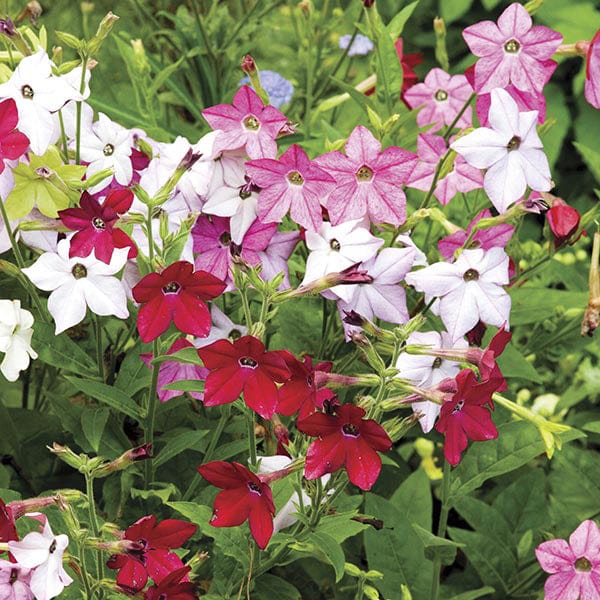 dt-brown FLOWER PLANTS Nicotiana Perfume Mixed F1 Plug Plants