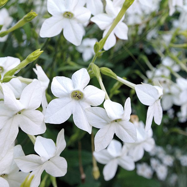 dt-brown FLOWER PLANTS Nicotiana Grandiflora Plug Plants