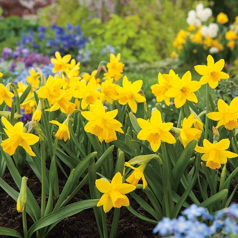 dt-brown FLOWER BULBS Narcissi Tete a Tete Flower Bulbs