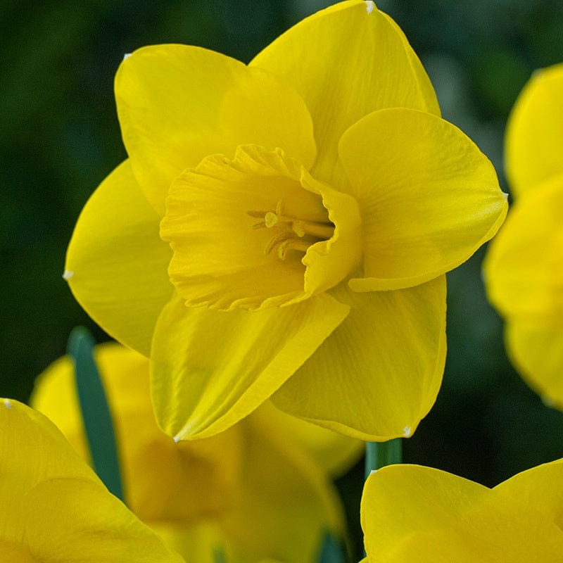 dt-brown FLOWER BULBS Narcissus Camelot Bulbs