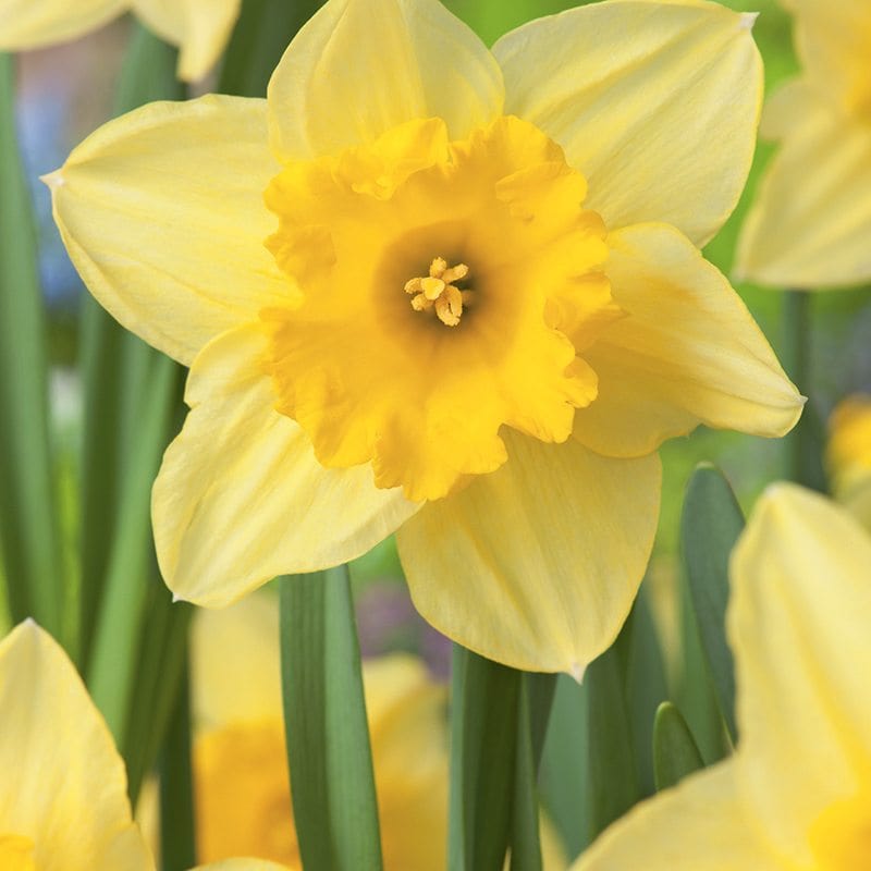 dt-brown FLOWER BULBS Narcissus Carlton Bulbs