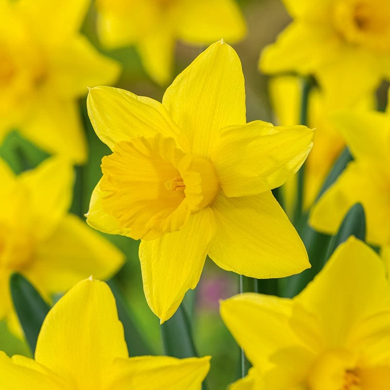 dt-brown FLOWER BULBS Narcissus Tamara Bulbs