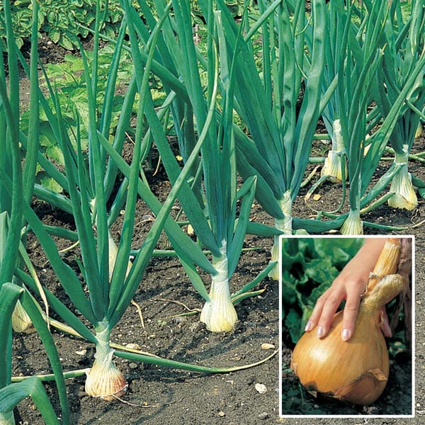 dt-brown ONIONS/GARLIC/SHALLOTS 40 plants The Kelsae Onion Plants