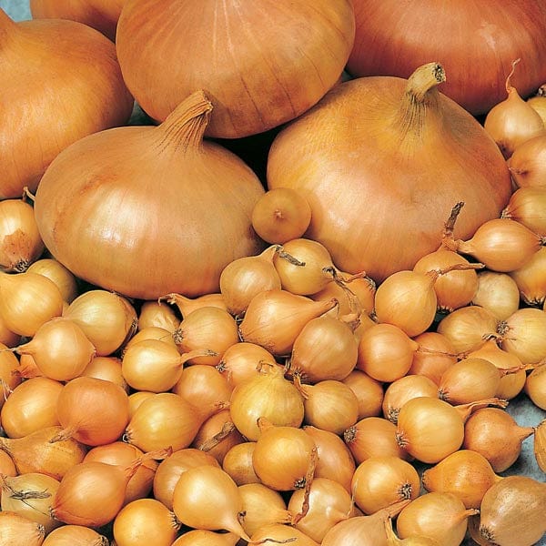 dt-brown ONIONS/GARLIC/SHALLOTS Gourmet Garlic, Onion and Shallot Collection