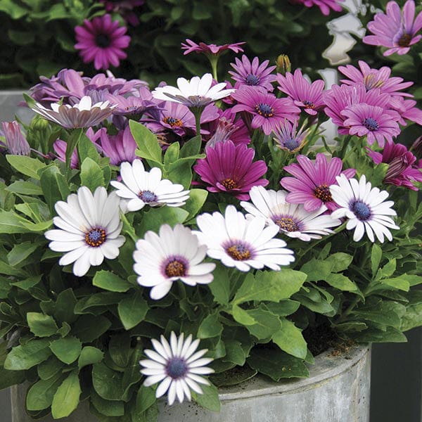 dt-brown FLOWER PLANTS Osteospermum Akila Berries and Cream Flower Plants