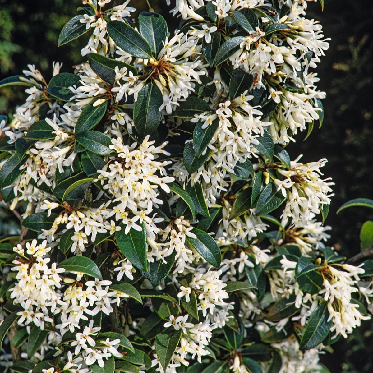 dt-brown FLOWER PLANTS Osmanthus x burkwoodii