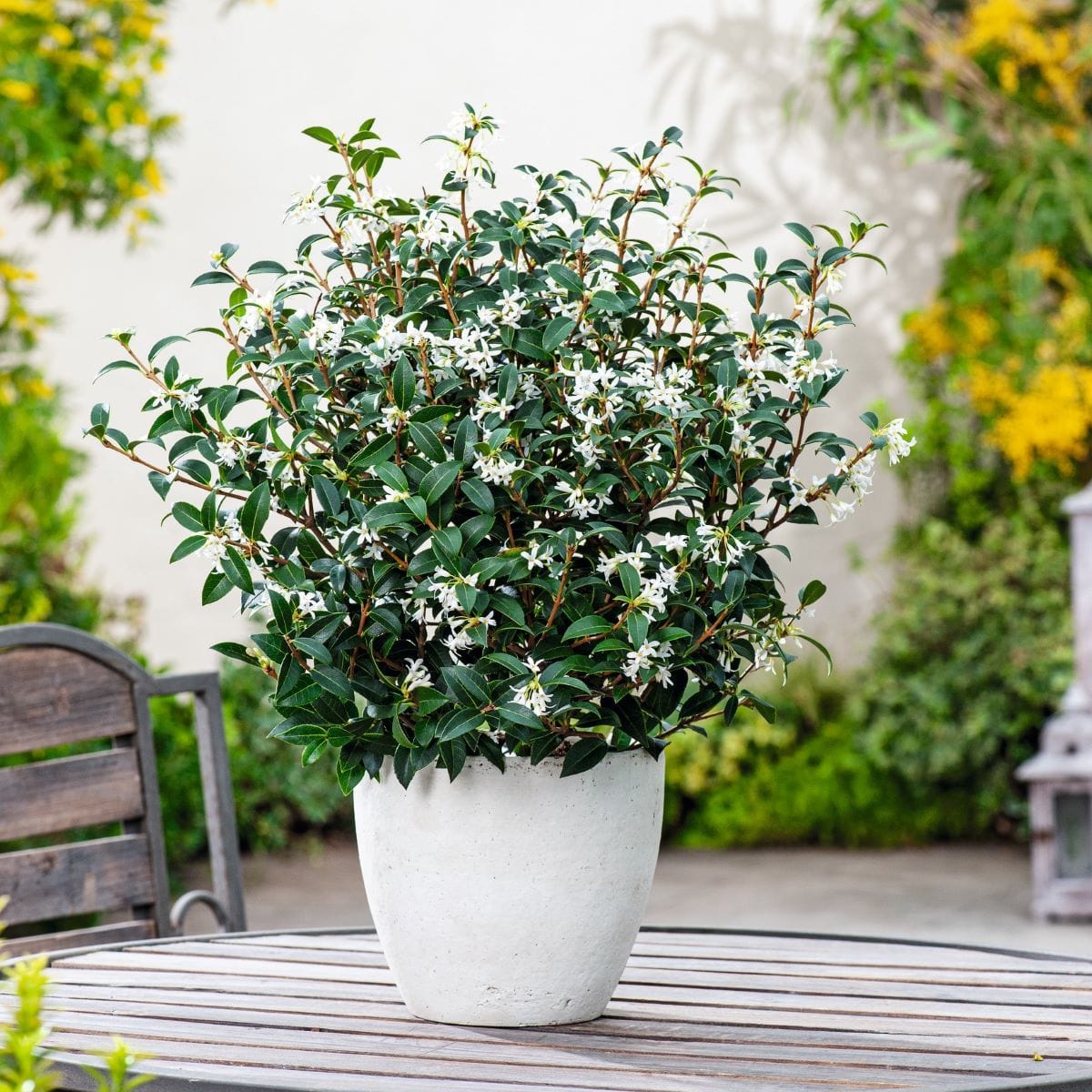 dt-brown FLOWER PLANTS Osmanthus x burkwoodii