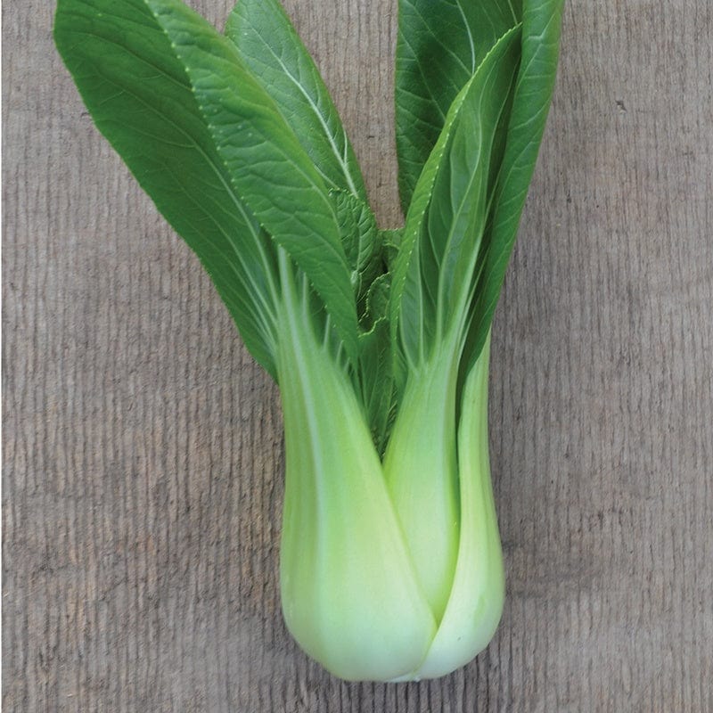 dt-brown VEGETABLE PLANTS Pak Choi Goku F1 Plants