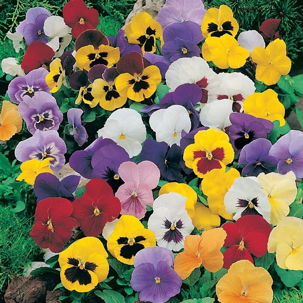 dt-brown FLOWER PLANTS 2x 30 garden ready plants Pansy Winter Flowering F1 Mixed Plants