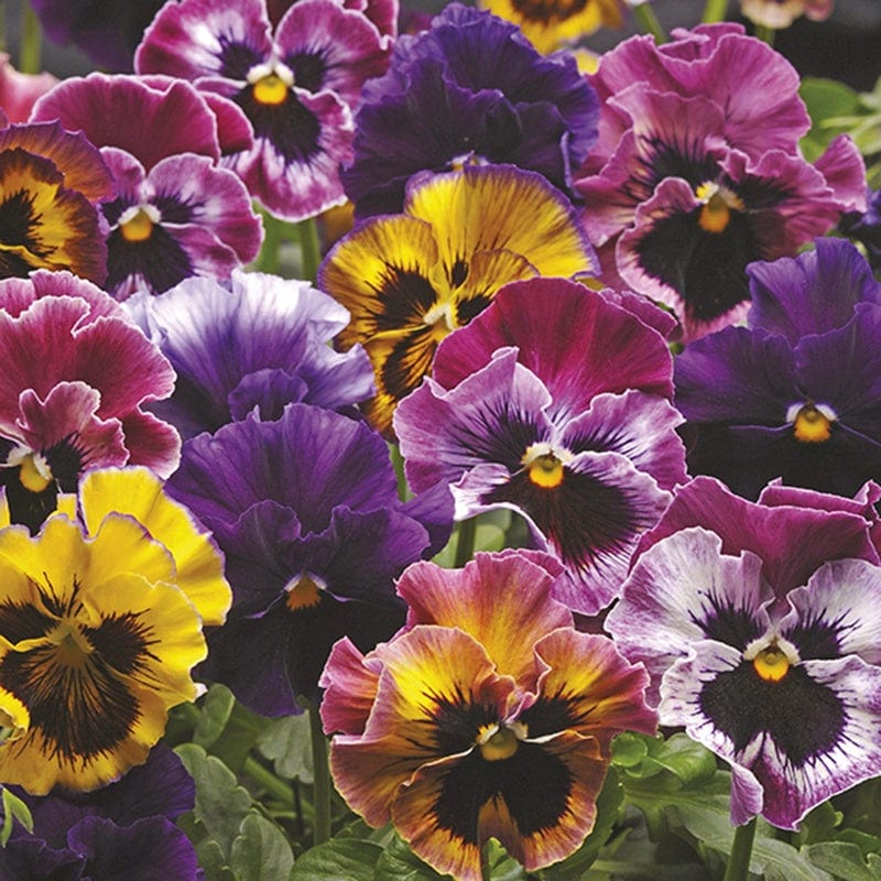 dt-brown FLOWER PLANTS 2x 30 garden ready plants Pansy Fizzy Fruit Salad F1 Mixed Flower Plants