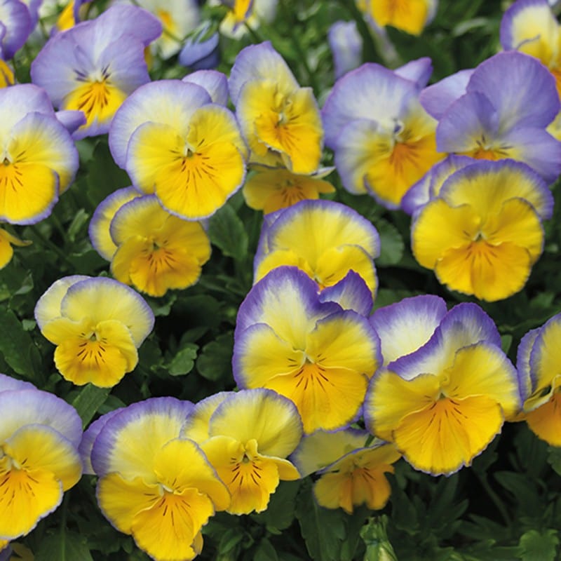 dt-brown FLOWER PLANTS Pansy Cool Wave Blueberry Swirl F1 Flower Plants