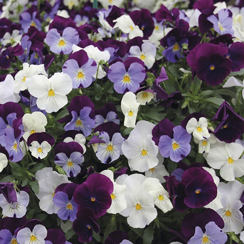 dt-brown FLOWER PLANTS Pansy Cool Wave Berries `n` Cream Mixed F1 Plants