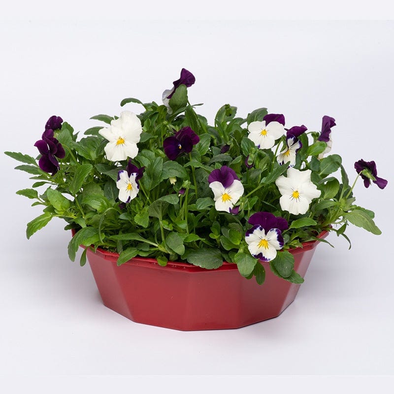 dt-brown FLOWER PLANTS Pansy Cool Wave Berries 'n' Cream Speedplanters