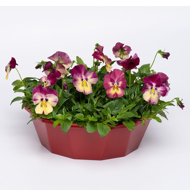 dt-brown FLOWER PLANTS Pansy Cool Wave Strawberry Swirl Speedplanters