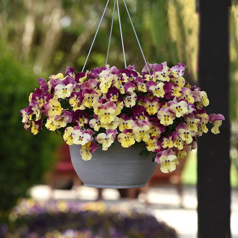 dt-brown FLOWER PLANTS Pansy Cool Wave Strawberry Swirl Speedplanters