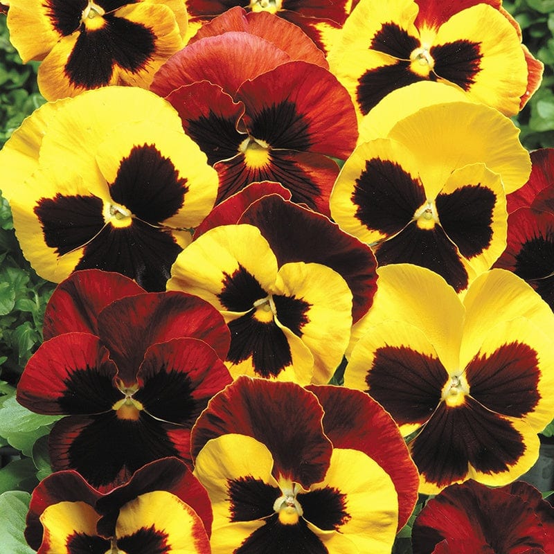 dt-brown FLOWER PLANTS 2x 30 garden ready plants Pansy Matrix Mix Autumn Blaze Flower Plants