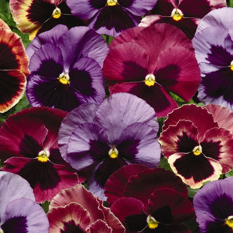 dt-brown FLOWER PLANTS Pansy Matrix Mix Coastal Sunrise UK Flower Plants