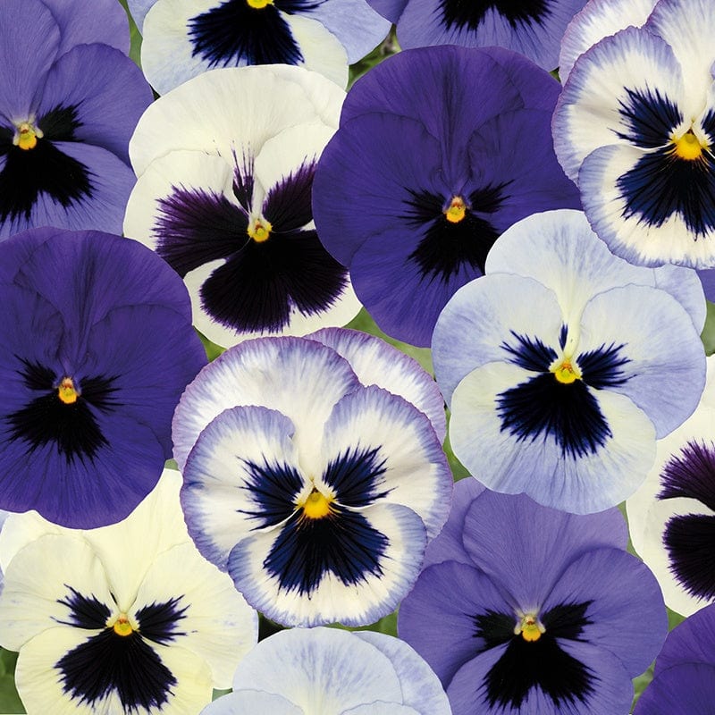 dt-brown FLOWER PLANTS 2x 30 garden ready plants Pansy Matrix Mix Ocean Breeze Flower Plants