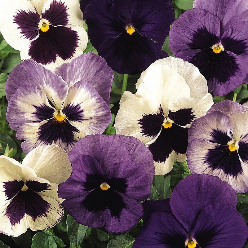 dt-brown FLOWER PLANTS 30 Garden Ready Plants Pansy Matrix Mix Ocean Breeze Flower Plants