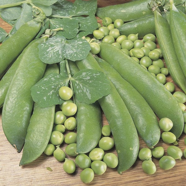 dt-brown VEGETABLE SEEDS Pea (Maincrop) Alderman Seeds