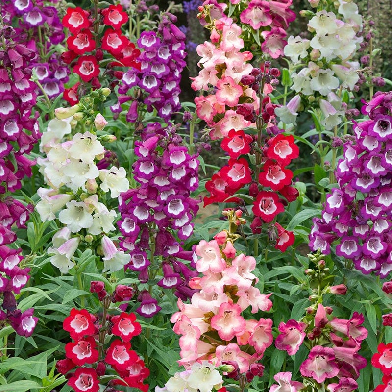 dt-brown FLOWER PLANTS 30 Garden Ready Perennials Penstemon Arabesque F1 Mixed Plants