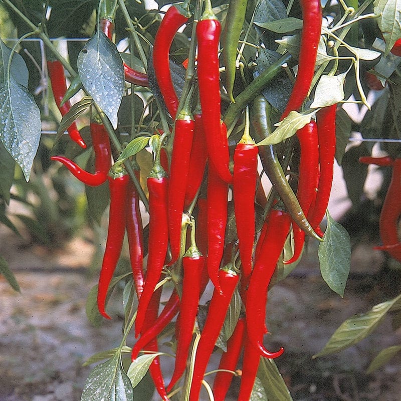 dt-brown VEGETABLE PLANTS Chilli Pepper Fuego Plants