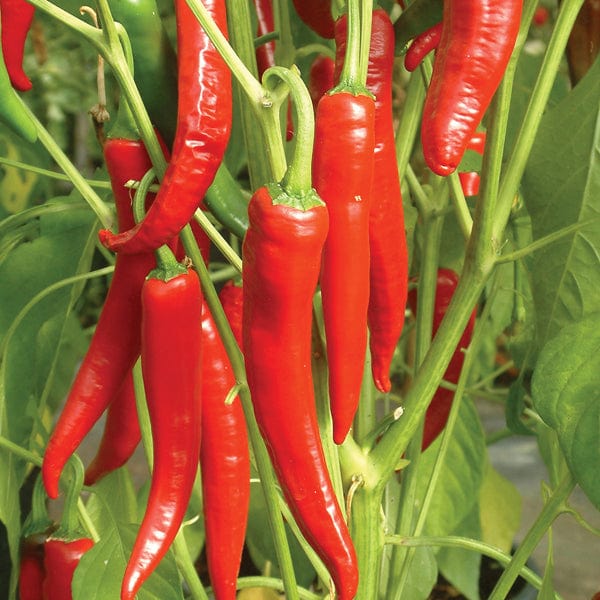 dt-brown VEGETABLE PLANTS Chilli Pepper Big Devil Grafted Plants