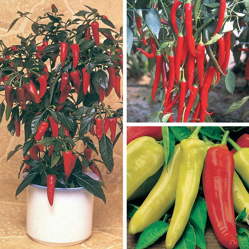 dt-brown VEGETABLE PLANTS Nicely Spicy Chilli Pepper Plant Collection