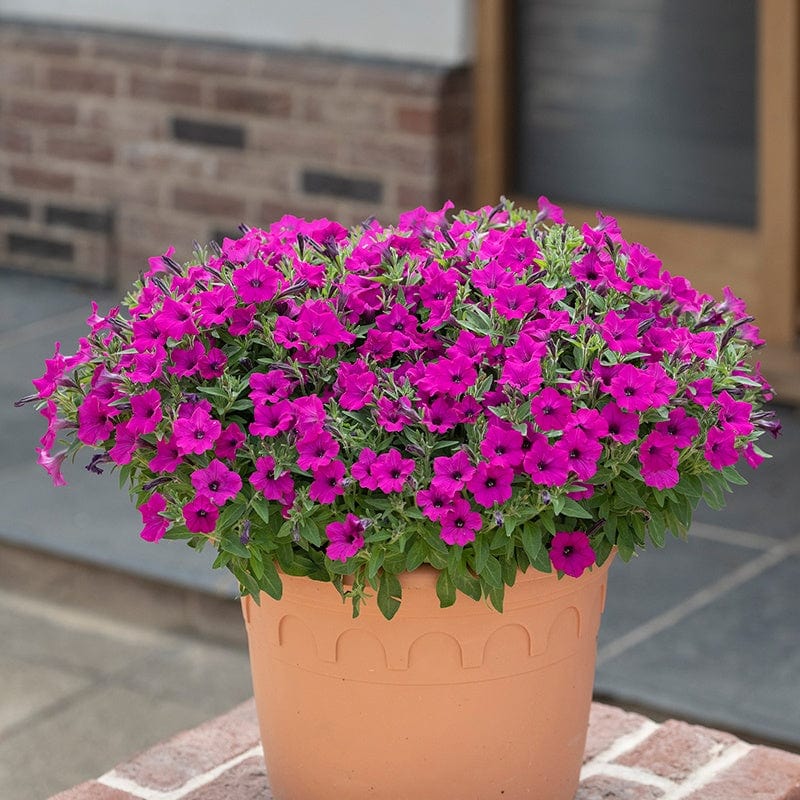 dt-brown FLOWER PLANTS Petunia Bubbles Purple