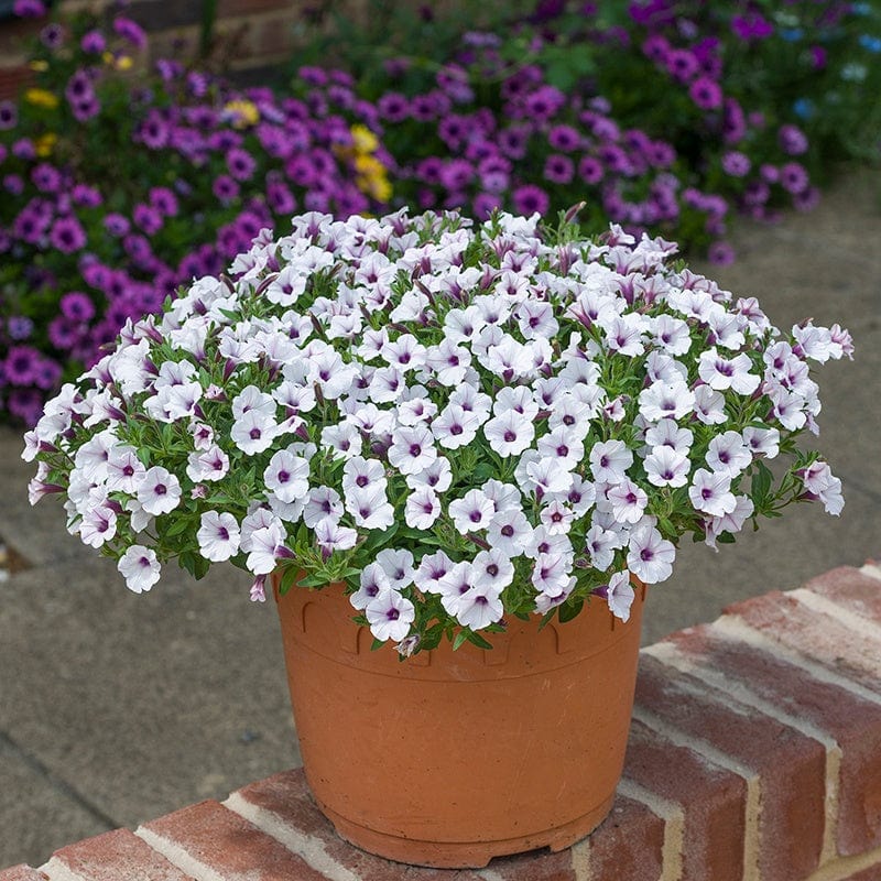 dt-brown FLOWER PLANTS Petunia Bubbles White