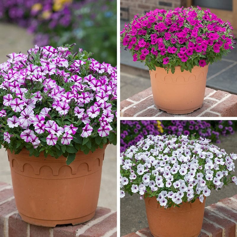 dt-brown FLOWER PLANTS Petunia Bubbles Collection