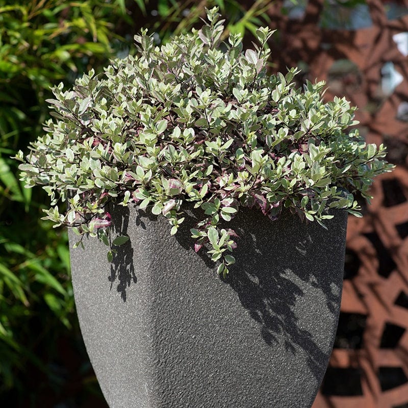 dt-brown FLOWER PLANTS Pittosporum tenuifolium Bannow Bay Shrub Plant