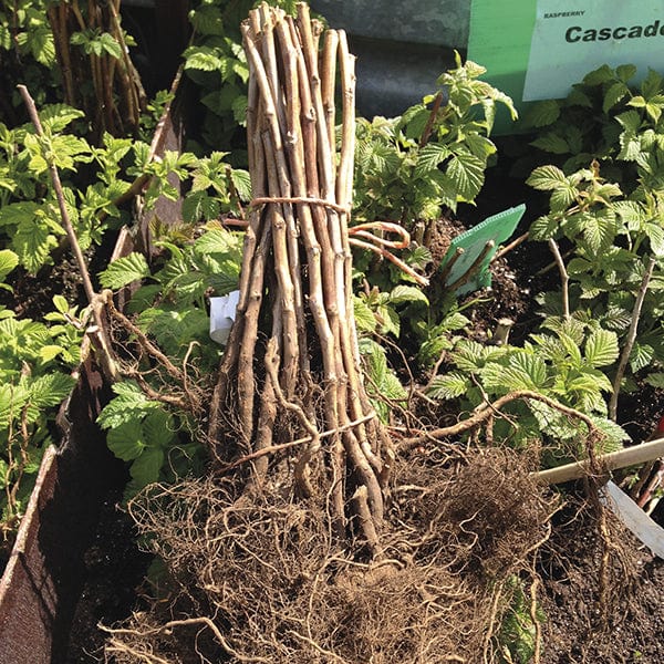 dt-brown Raspberry Autumn Treasure Fruit Canes (Primocane)