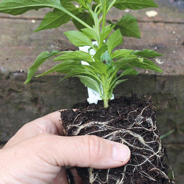 dt-brown VEGETABLE PLANTS Sweet Pepper Plant Collection