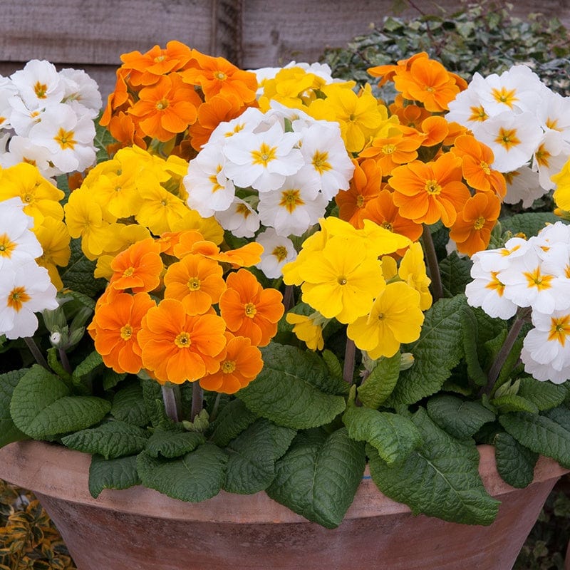 dt-brown FLOWER PLANTS Polyanthus Crescendo Spring Fever F1 Plants