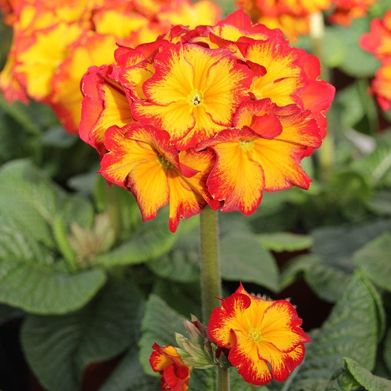 dt-brown FLOWER PLANTS 30 Garden Ready Plants Polyanthus Showstopper Fire Dragon F1 Plants