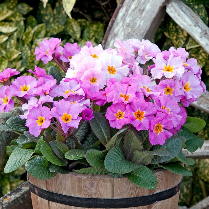 dt-brown FLOWER PLANTS Primula Stella Pink Champagne Flower Plants