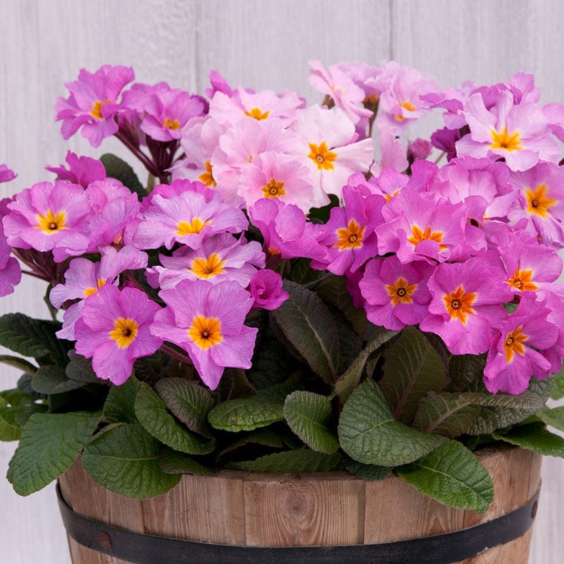 dt-brown FLOWER PLANTS Primula Stella Pink Champagne Flower Plants