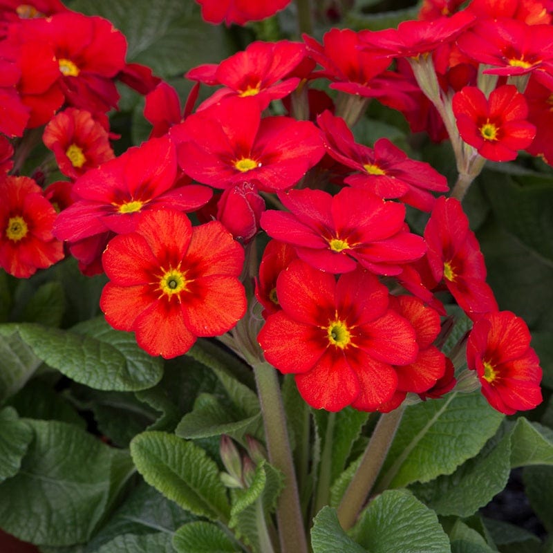 dt-brown FLOWER PLANTS Primula Stella Scarlet Pimpernel Flower Plants