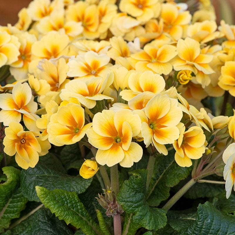 dt-brown FLOWER PLANTS Primula Stella Sunshine Flower Plants