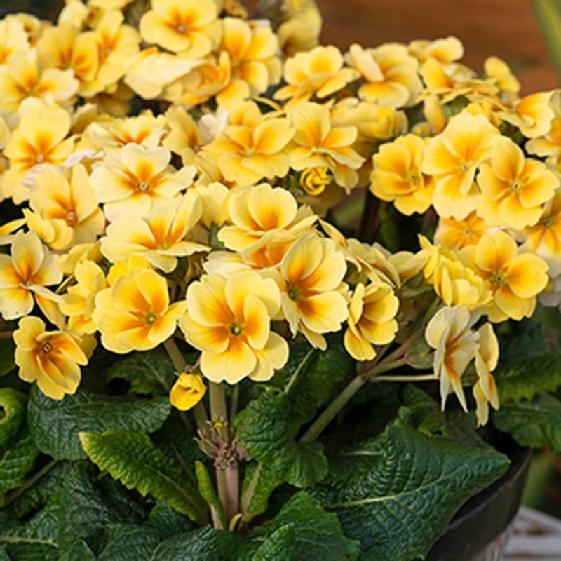 dt-brown FLOWER PLANTS Primula Stella Sunshine Flower Plants