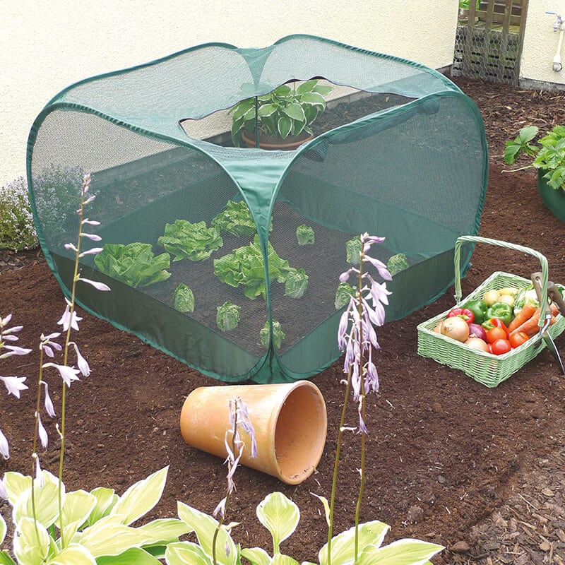 dt-brown HARDWARE Pop-Up Vegetable Cage