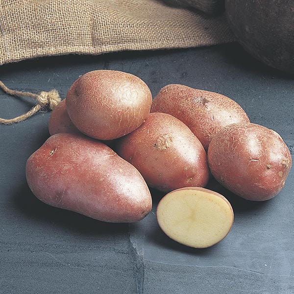 dt-brown SEED POTATOES 1kg (approx 8-14 tubers) Potato Desiree (Maincrop Seed Potato) AGM