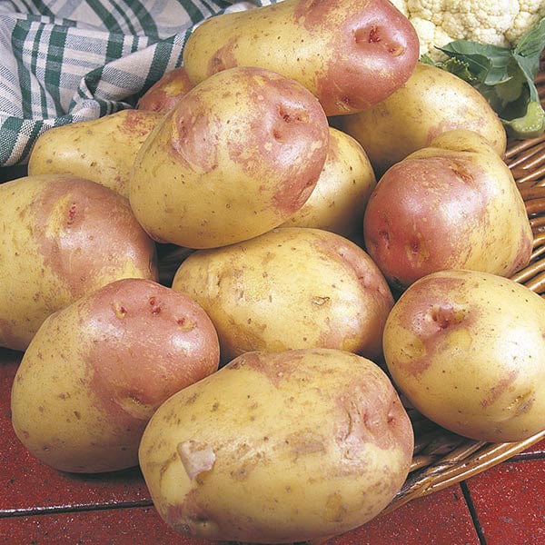 dt-brown SEED POTATOES 1kg (approx 8-14 tubers) Potato King Edward VII (Maincrop Seed Potato)