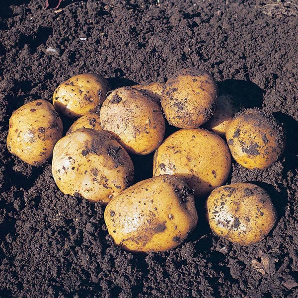 dt-brown SEED POTATOES Potato Maris Peer - Second Cropping