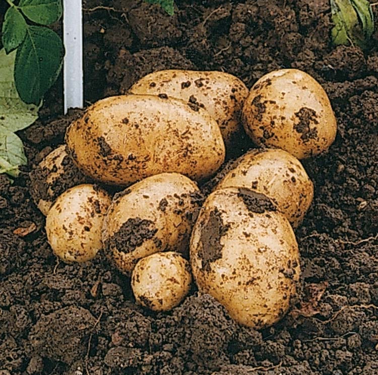 dt-brown SEED POTATOES 1kg (approx 8-14 tubers) Potato Swift (Extra Early Seed Potato)