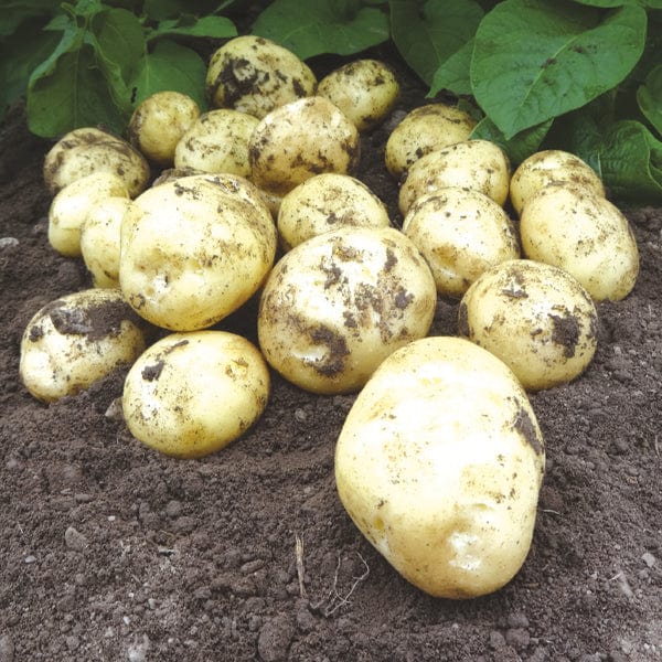 dt-brown SEED POTATOES Potato Accent  (First Early Seed Potato) AGM