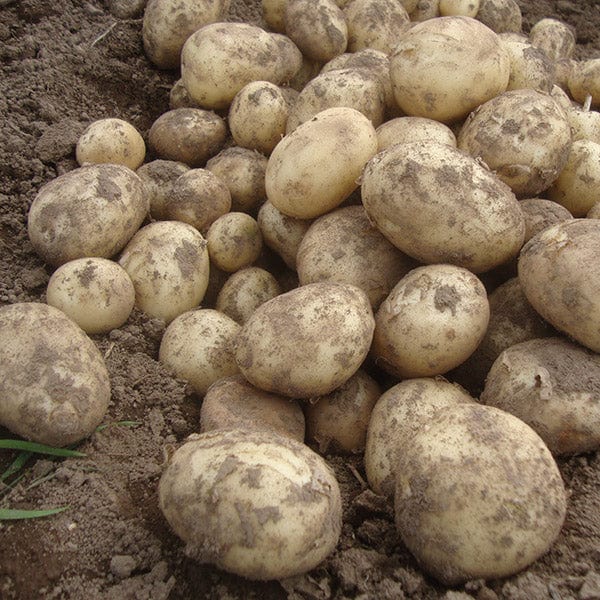 dt-brown SEED POTATOES Second Cropping Potato Collection